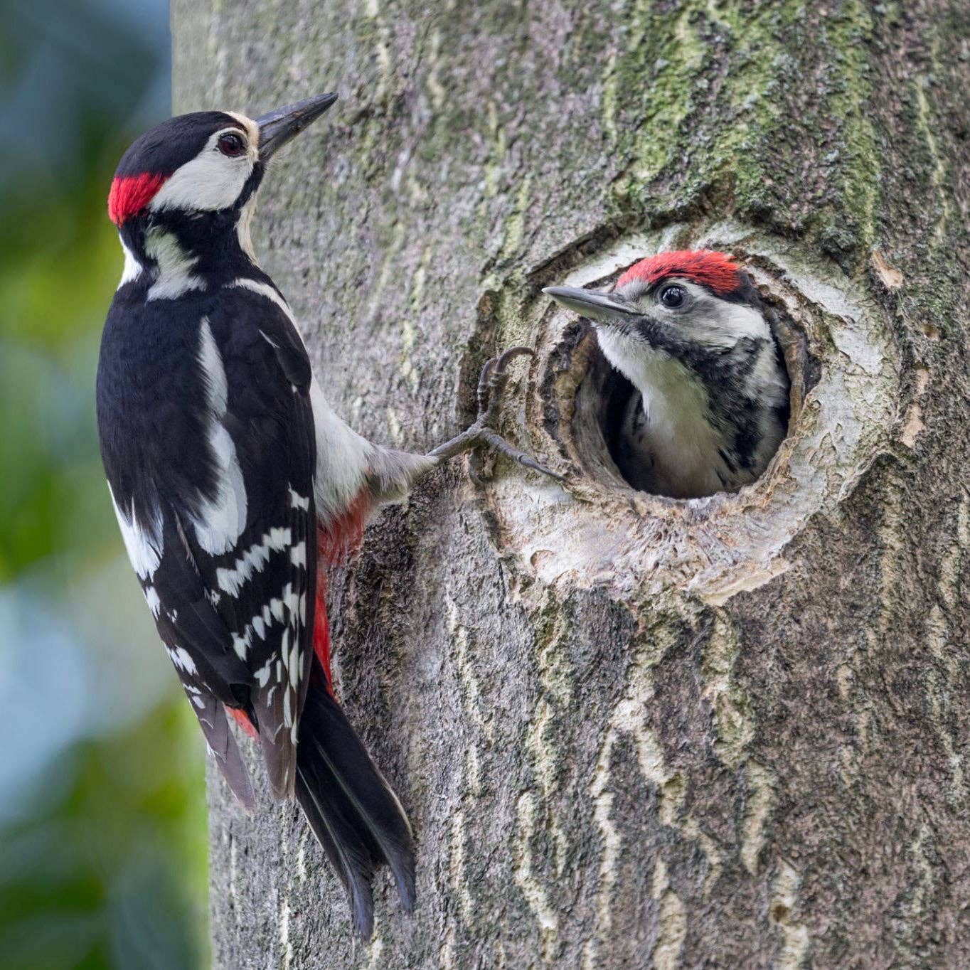 Felt Ornament - Woodpecker
